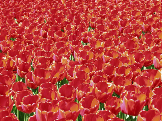 421322 (a): :1024x768